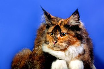 Adorable cute maine coon kitten on blue background in studio, isolated.