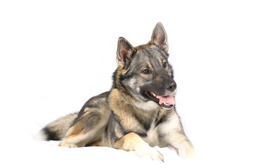 Hund im Studio vor weißem Hintergrund