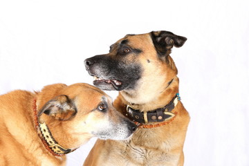 Zwei Hunde im Studio - weißer Hintergrund