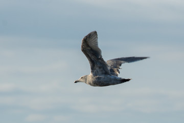 California Gull (Larus californicus) in fast flight