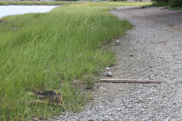 Salt Marsh