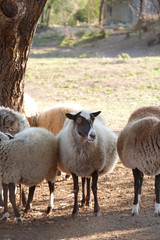 Cute funny sheep on farm
