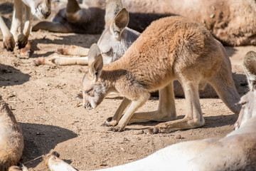 Joey red kangaroo