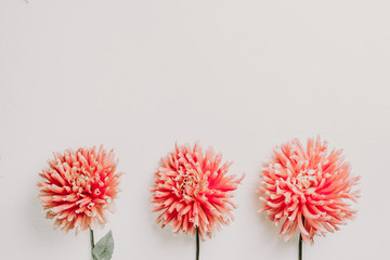 Pink dahlia flowers on white background. Flat lay, top view.