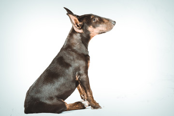 Bullterrier Welpe im Studio vor weißem Hintergrund