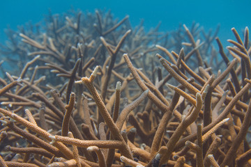 Naklejka na ściany i meble Critically Endangered Staghorn Coral