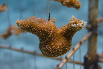 Critically Endangered Elkhorn Coral Being Farmed