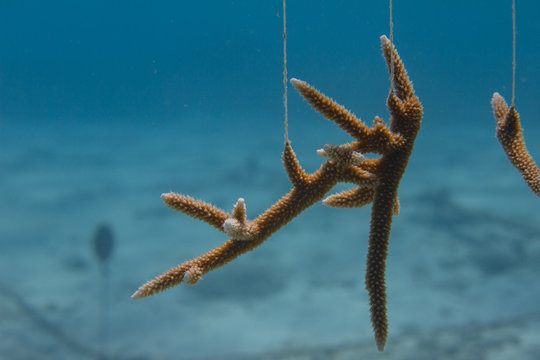 Critically Endangered Staghorn Coral Being Farmed