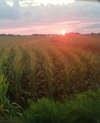 Plakat sunset over wheat field