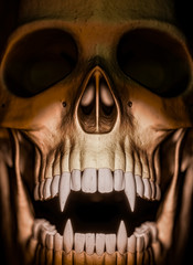 Closeup - front view of skull of vampire - 3d render