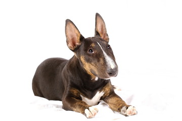Bullterrier Welpe macht Platz im Studio
