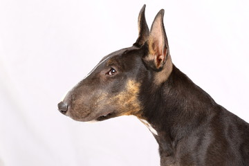 Portrait von einem Bullterrier (Welpe) im Studio