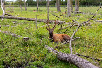 Young ekl - wapiti with antlers velvet ,wildlife and conservation area