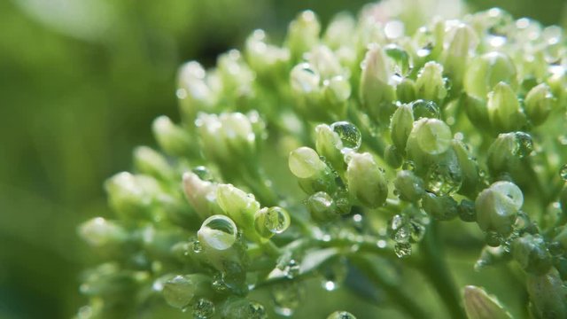 Green Orpine Plant With Droplets Closeup