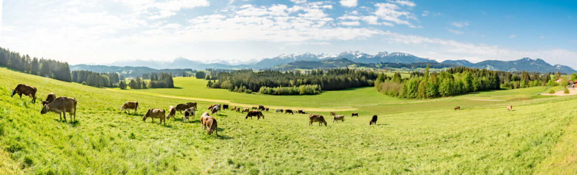 Banner - Bergwiese mit Braunvieh im Allgäu