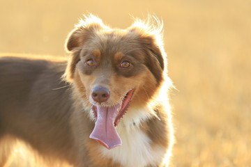 Fototapeta premium Hechelnder Hund im Gegenlicht