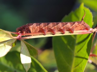 スズメガの幼虫