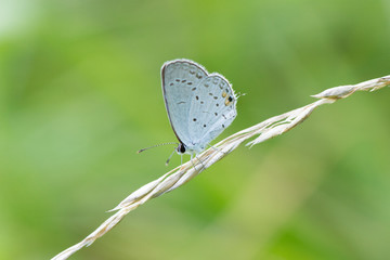 Butterfly 2019-106 / Common white butterfly in a meadow