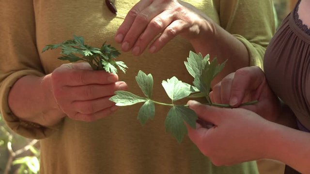 Handheld, medium close up shot of hands holding parsley and chervil.