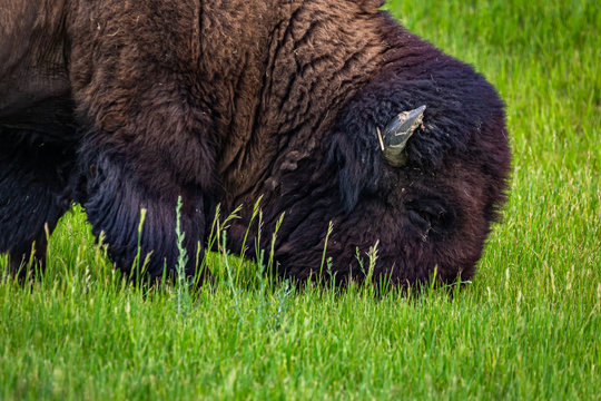 American Bison Grazing