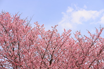 山麓に咲く桜