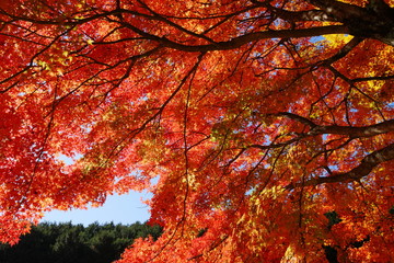 カエデの紅葉