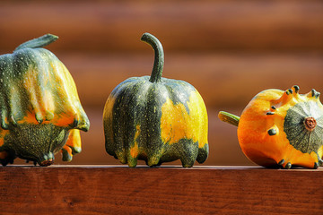 Common pumpkin, Cucurbita pepo, mini pumpkin. Decorative pumpkin isolated on a weathered rustic...