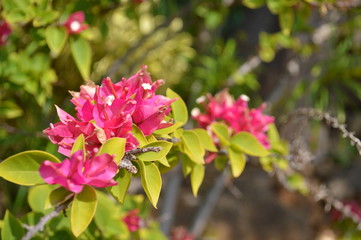 Pink Bougainvillea