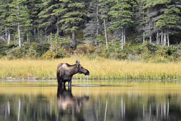 Alaska moose drinking in a lake