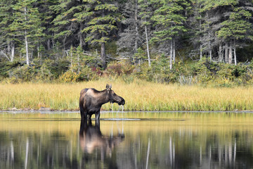 Fototapeta na wymiar Alaska moose drinking in a lake