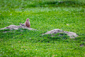 Prairie Dog Town