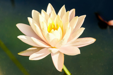 Lotus flower with bookeh background