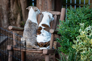 Two Twelve Week Old Mixed Breed Puppies On Chair