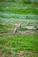 Prairie Dog Town
