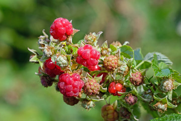 Ripe tasty raspberries with green leaves on a twig closeup. Harvesting berries at the end of the season. Sprig raspberries in the summer garden.