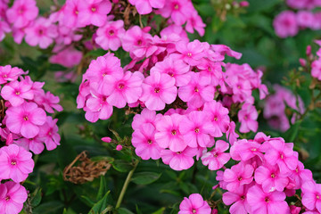 Pink flame flowers of phlox (Phlox paniculata) bush of flowers of Summer phlox, herbaceous perennial in the garden close-up. Pink delicate flowers.