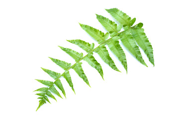 Green fern leaves Isolated on a white background,