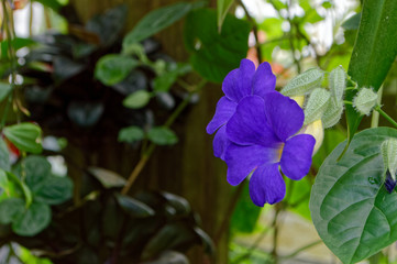 purple flower