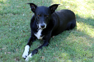Border collie on green grass