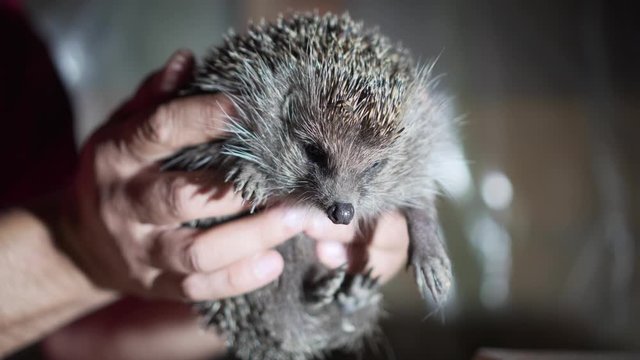 Man Holding Wild Hedgehog With Bare Hands