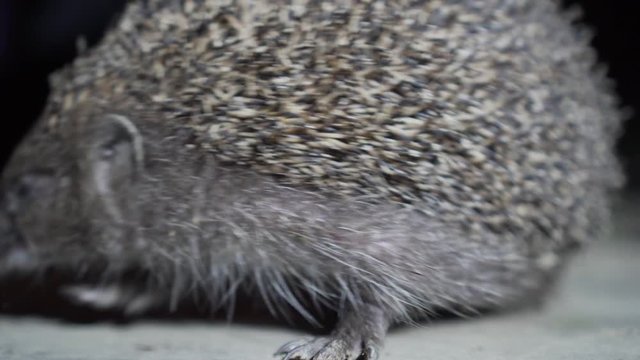 Wild Hedgehog Closeup