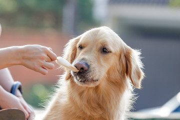 dogs cães cachorros