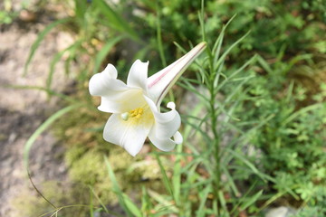 Lilium formosanum is characterized by its thin leaves and light purple stripes on the outside of...