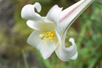 Lilium formosanum is characterized by its thin leaves and light purple stripes on the outside of the flower.