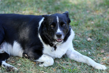 Border collie on the grass