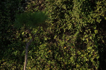 green leaves of a tree