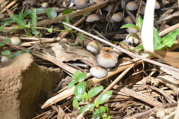Mushrooms on the Forest Floor