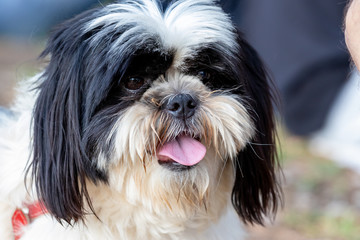 dogs cães cachorros