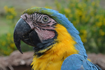 Close up of a Blue and Yellow Macaw. Cusco, Peru