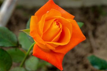 Close up orange Rose flower